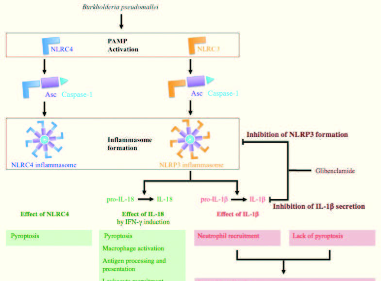 Glibenclamide therapy as tertiary prevention of melioidosis for Type 2 diabetics